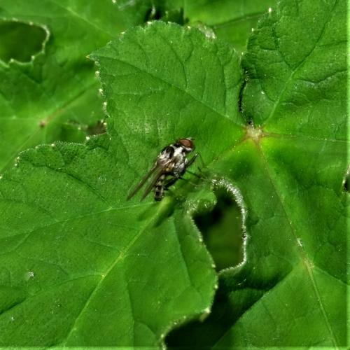 Réf. 256 409 : Anthomyia procellaris